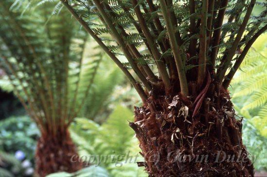 Australian Tree Ferns, Trebah.jpg